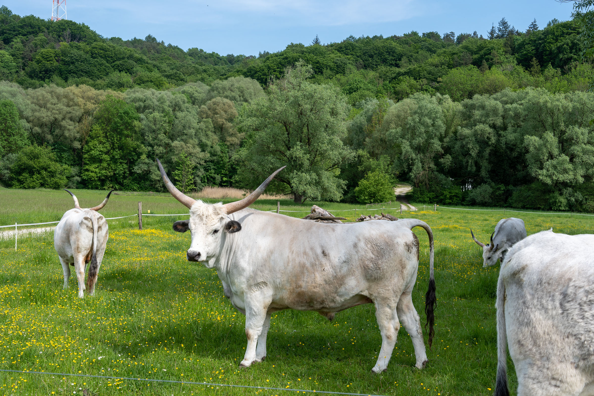Im Landshuter NSG ⎥Foto: H.Inkoferer