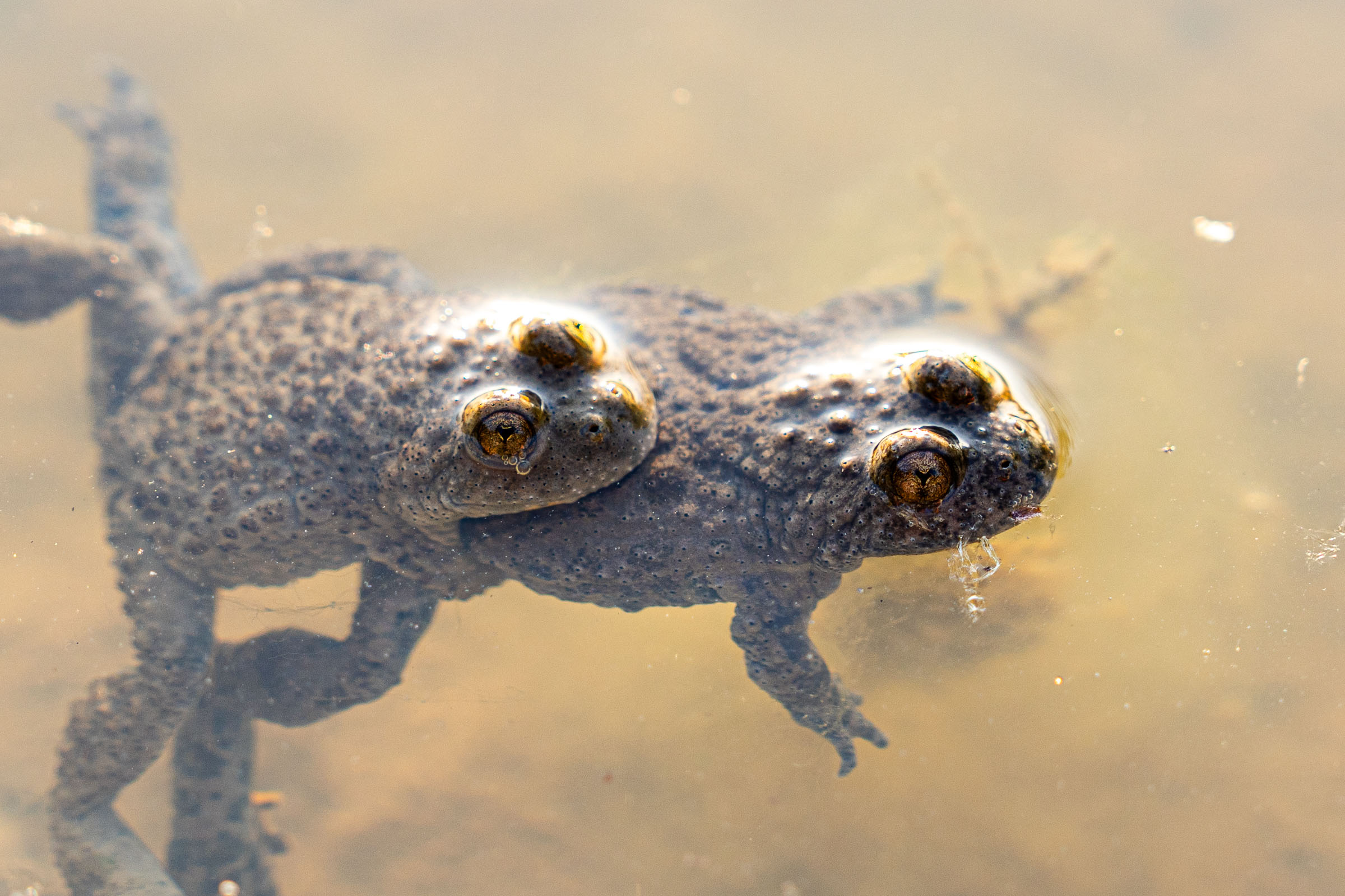Im Landshuter NSG ⎥Foto: H.Inkoferer