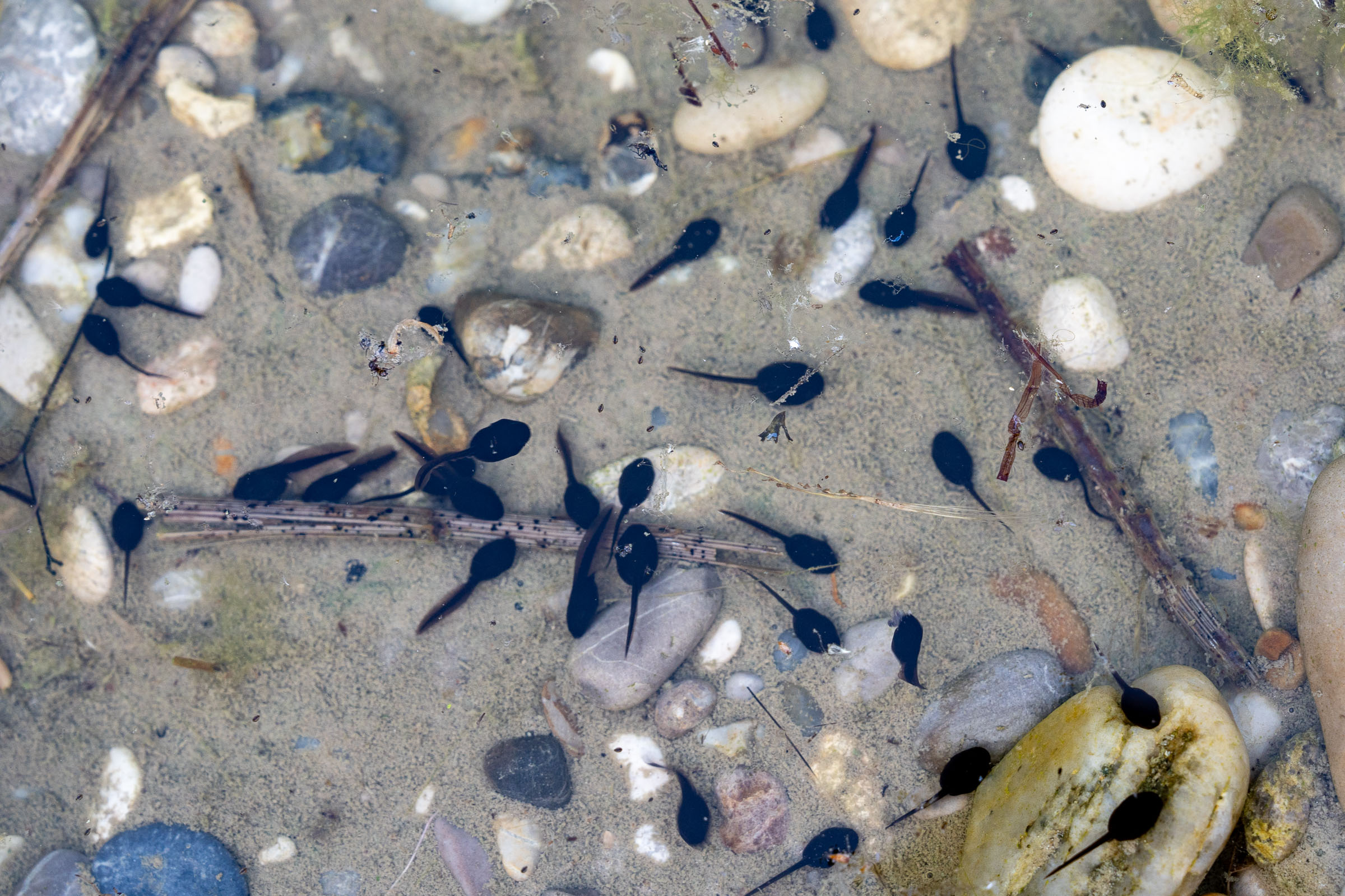 Im Landshuter NSG ⎥Foto: H.Inkoferer