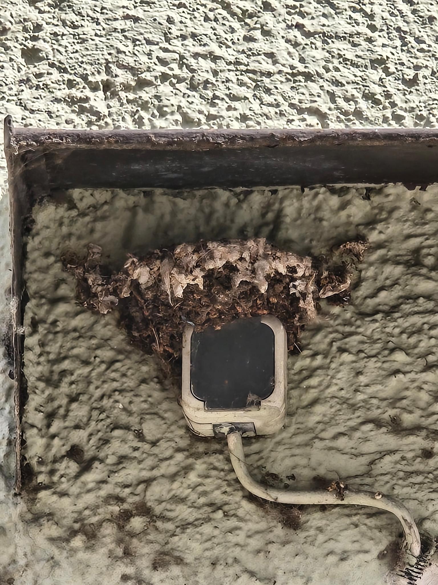 Schwalben Nest auf Steckdose | Bild: Christine Dax Schwalben Nest auf Steckdose